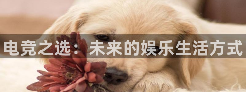 火博电竞官网入口