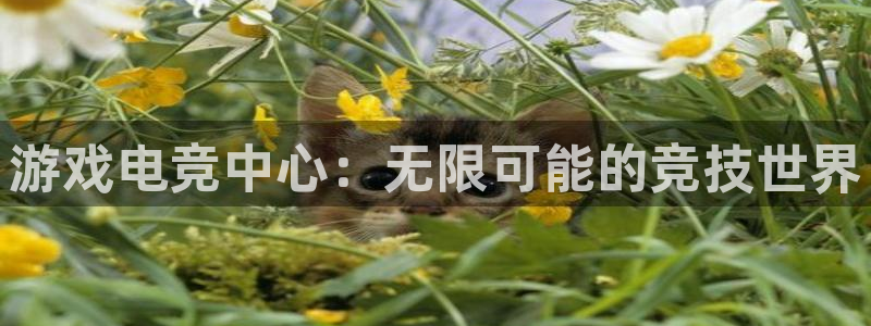 火博电竞app官网网站